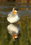 Red-necked Phalarope